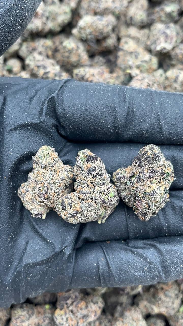 Cali Gas Mediums