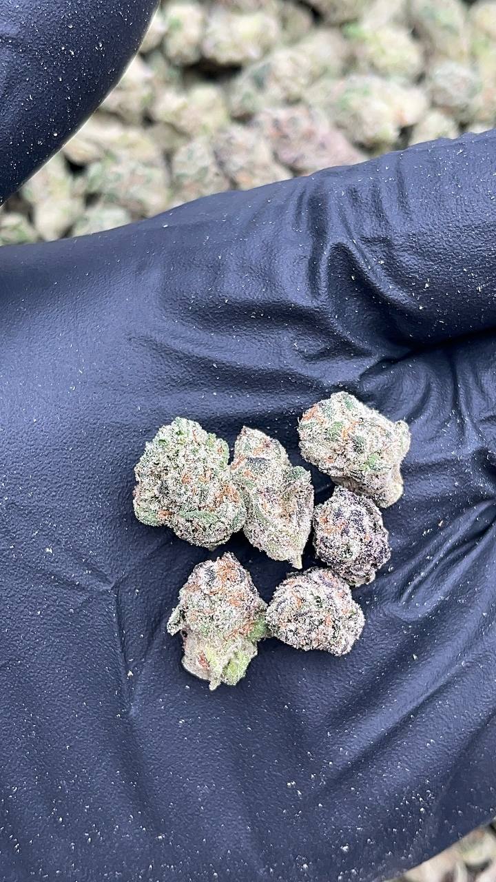 LA Pop Rock Smalls - (Licensed)