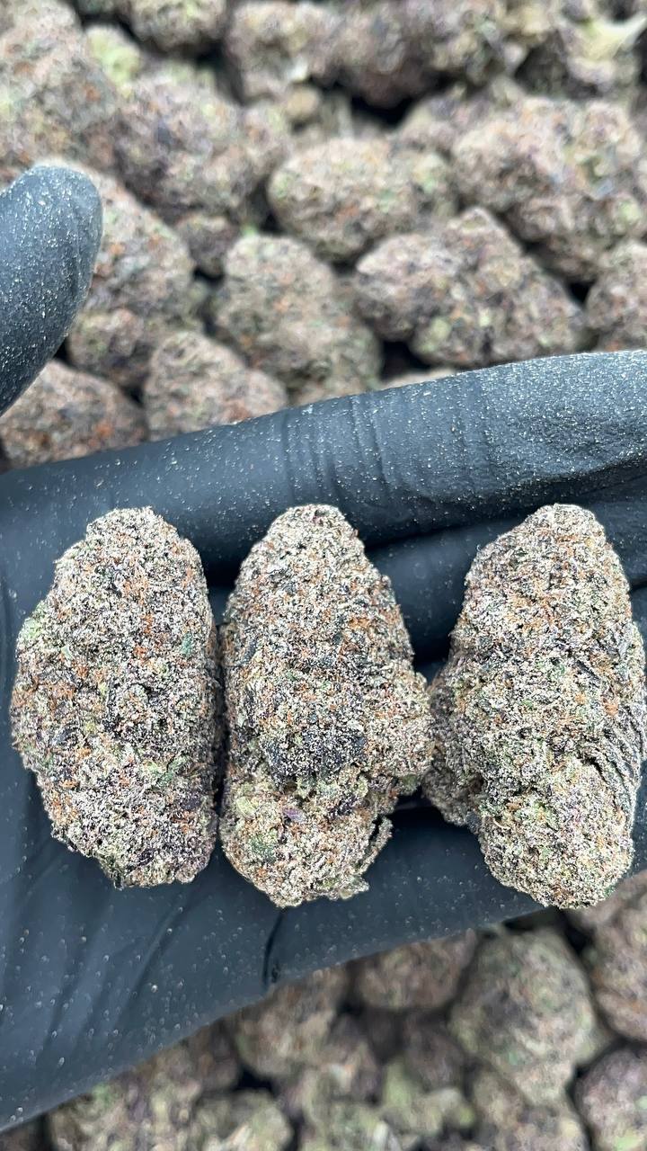 Lemon Cherry Gelato - PK574