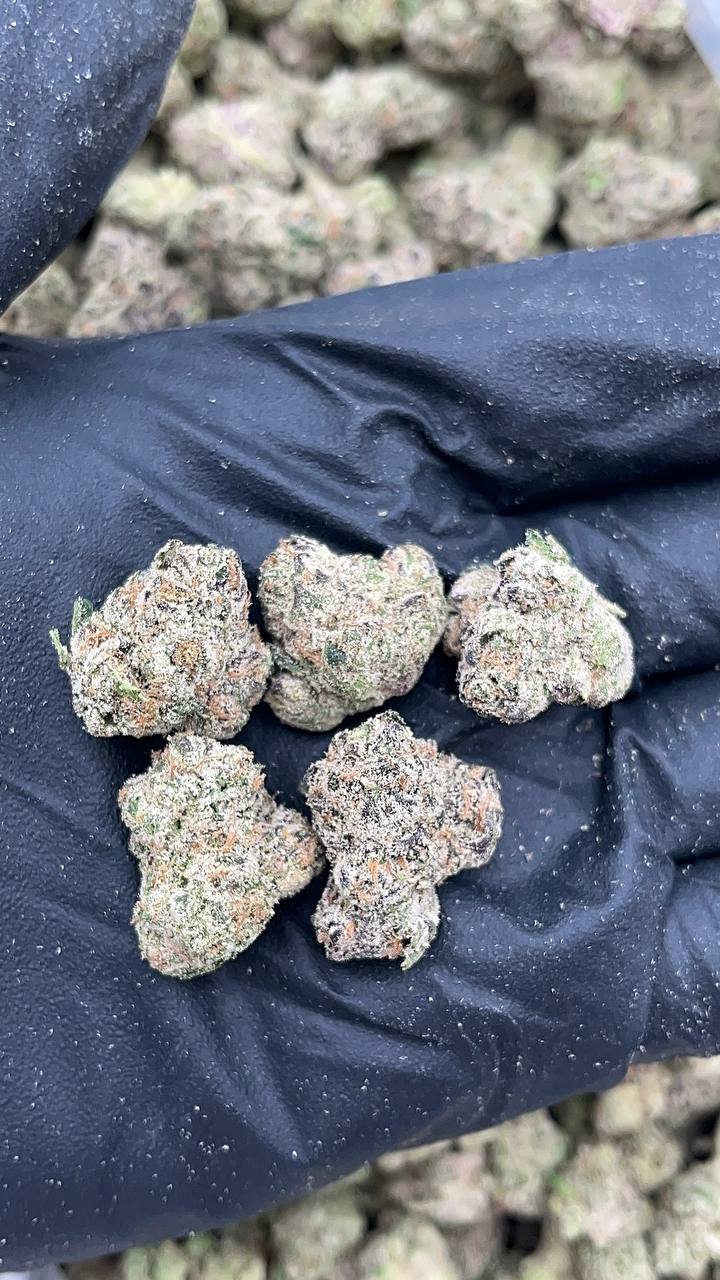 Gelato 33 Mediums (Licensed)